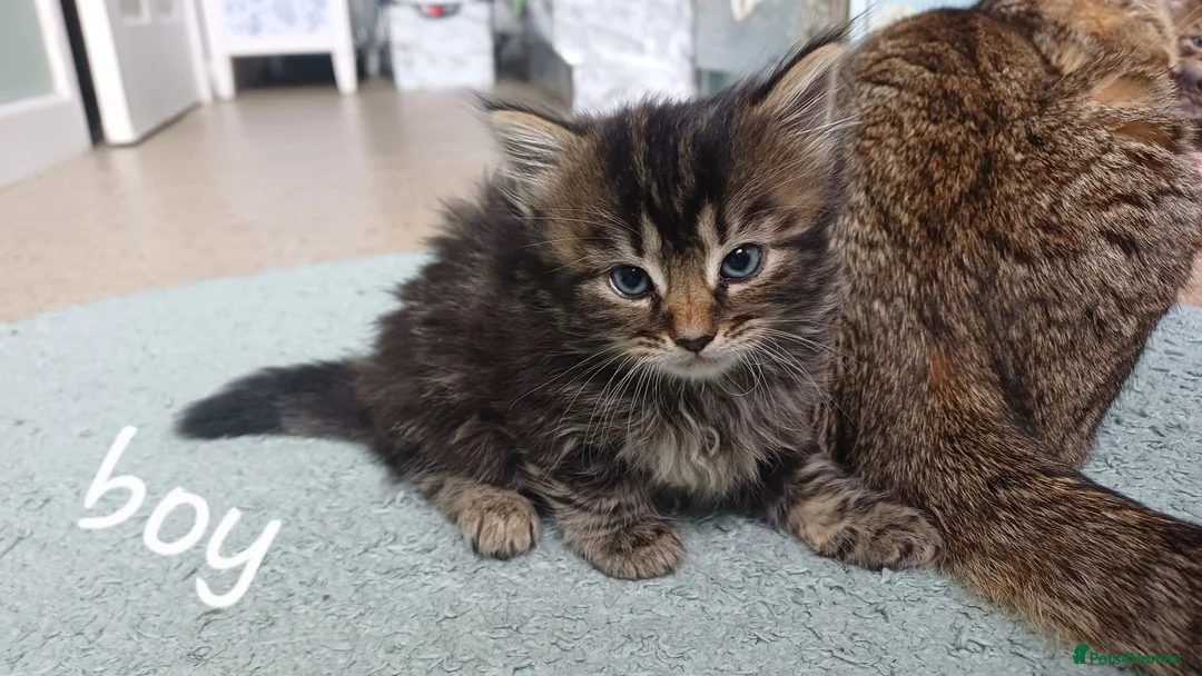 American Shorthair cats for sale: Kittens - Advert 2