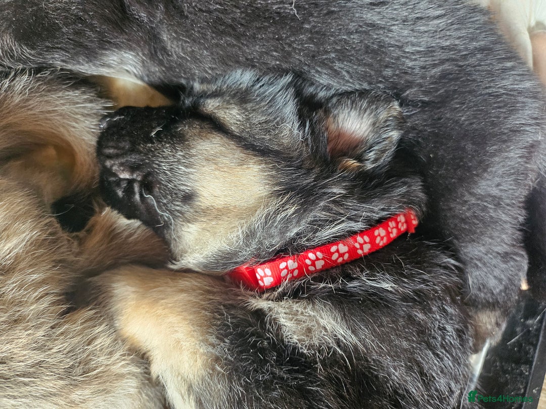 German Shepherd dogs for sale: 8 Beautiful fluffy German Shepherd pups  - Image 14