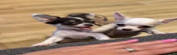 Chihuahua dogs for sale: KC Regd Chihuahua Pups parents fully health tested - Advert 8