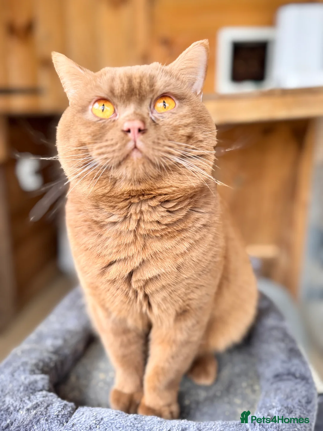 British Shorthair cats for stud: 🌟Amazing Cinnamon Stud🌟 - Advert 4