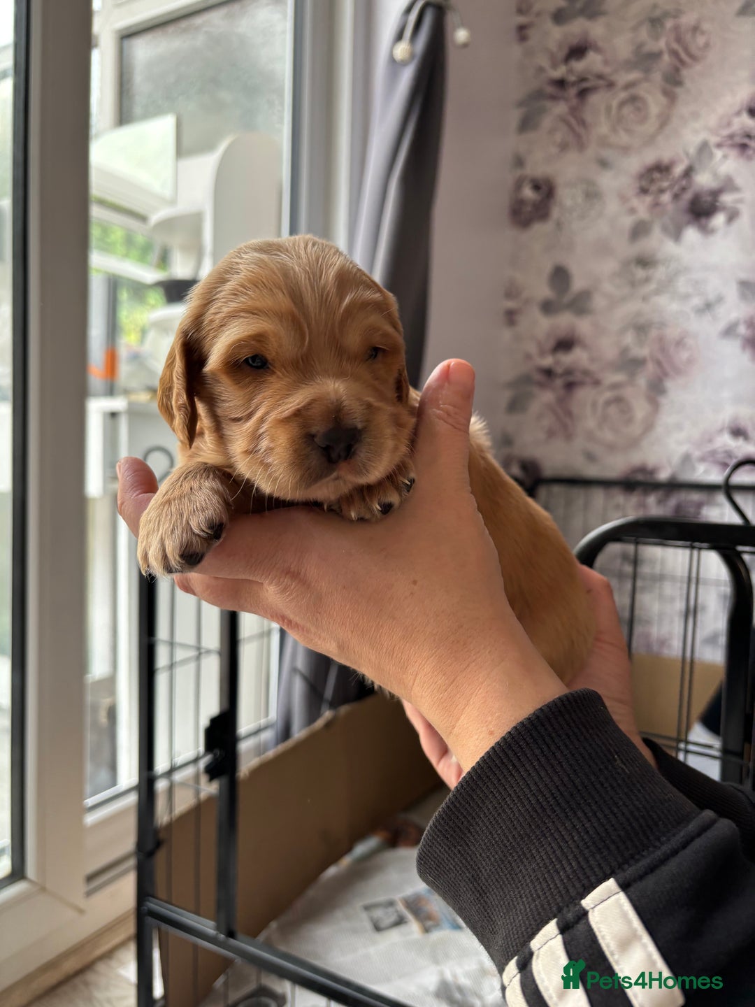 Cocker Spaniel dogs for sale: Working cocker spaniel puppies - Image 5