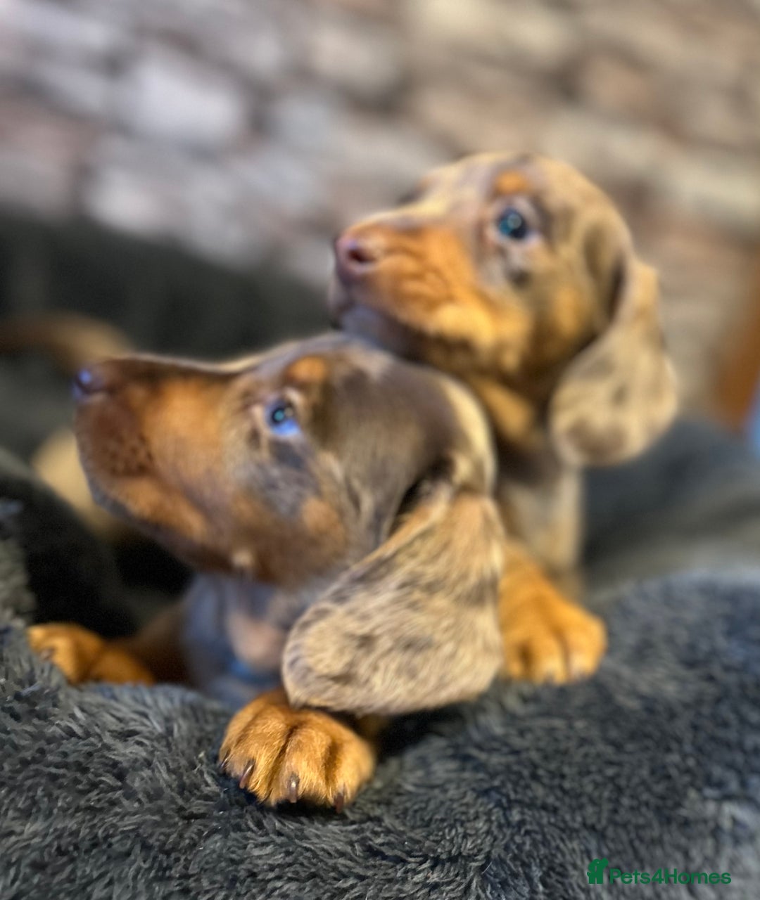 Miniature Dachshund dogs for sale: Stunning Miniature Smooth Dachshund - Image 6