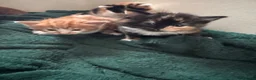 Domestic Shorthair cats for sale: 5 little kitten  - Advert 9