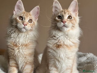 Maine Coon cats Maine coon kittens ready now - Advert 2
