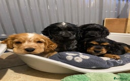 Cocker Spaniel dogs for sale: Show cocker spaniel pups  - Image 21