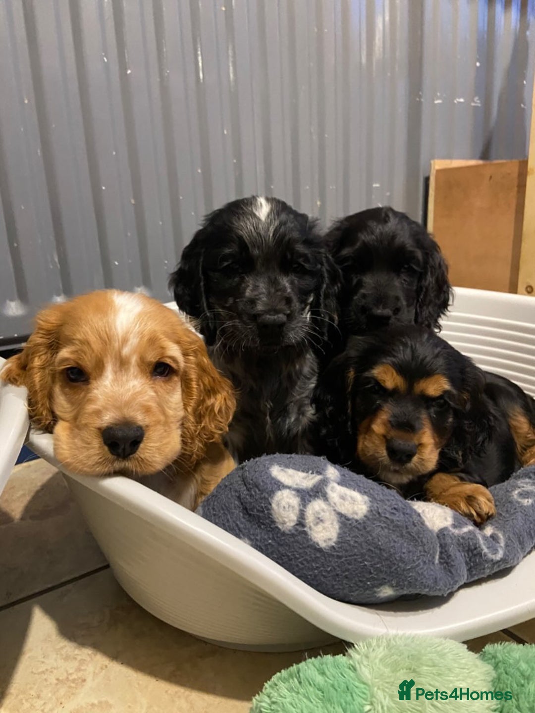 Cocker Spaniel dogs for sale: Show cocker spaniel pups  - Image 21