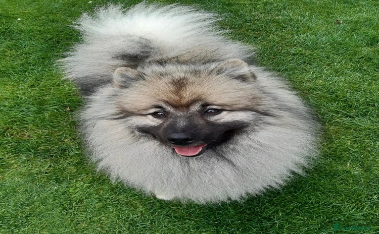 Keeshond dogs Keeshond male - Advert 1