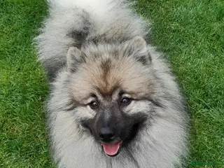 Keeshond dogs Keeshond male - Advert 2