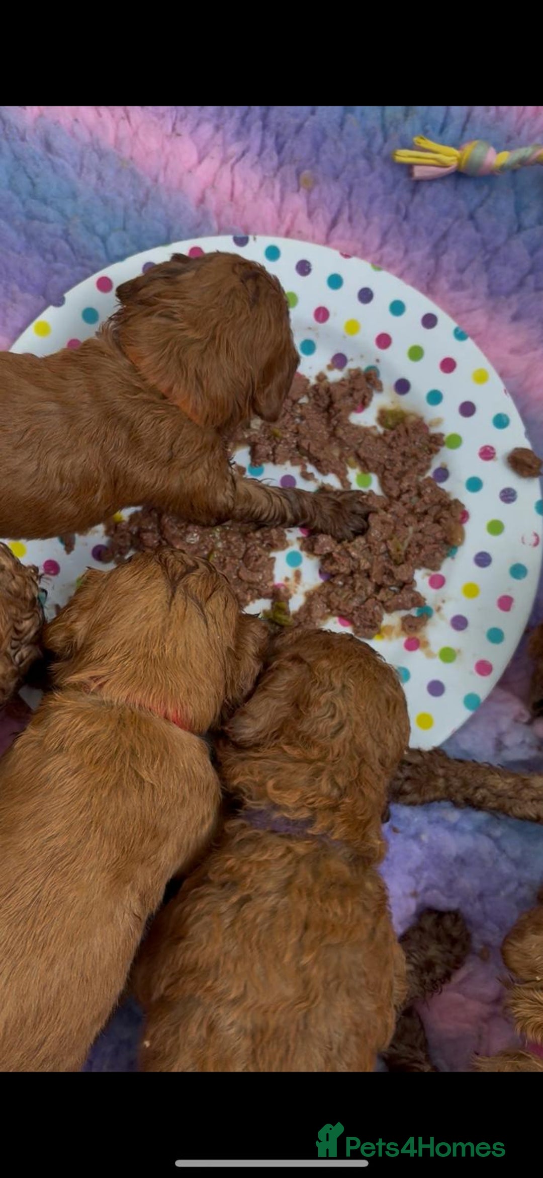 Cavapoo dogs for sale: Fox RED Cavapoo Puppies - Image 15