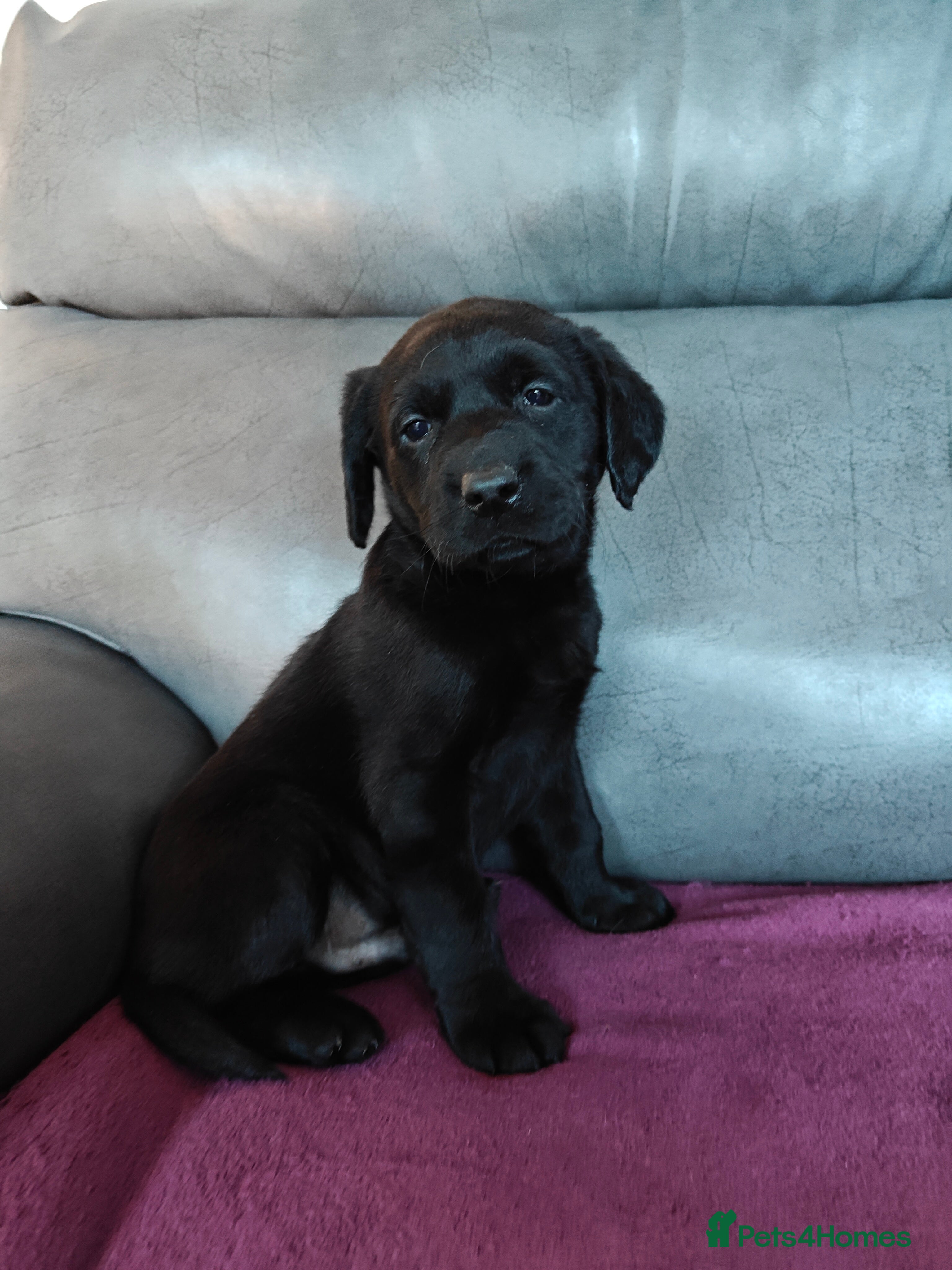 Labrador Retriever dogs Gorgeous Lab Pups From Health Tested Parents  - Advert 2