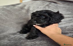 Cavapoo dogs for sale: Cavapoo Puppies Boys - Image 2