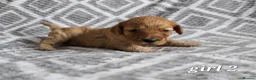 Cockapoo dogs for sale: Beautiful litter of F1b Cockapoo pups in Doncaster - Advert 5