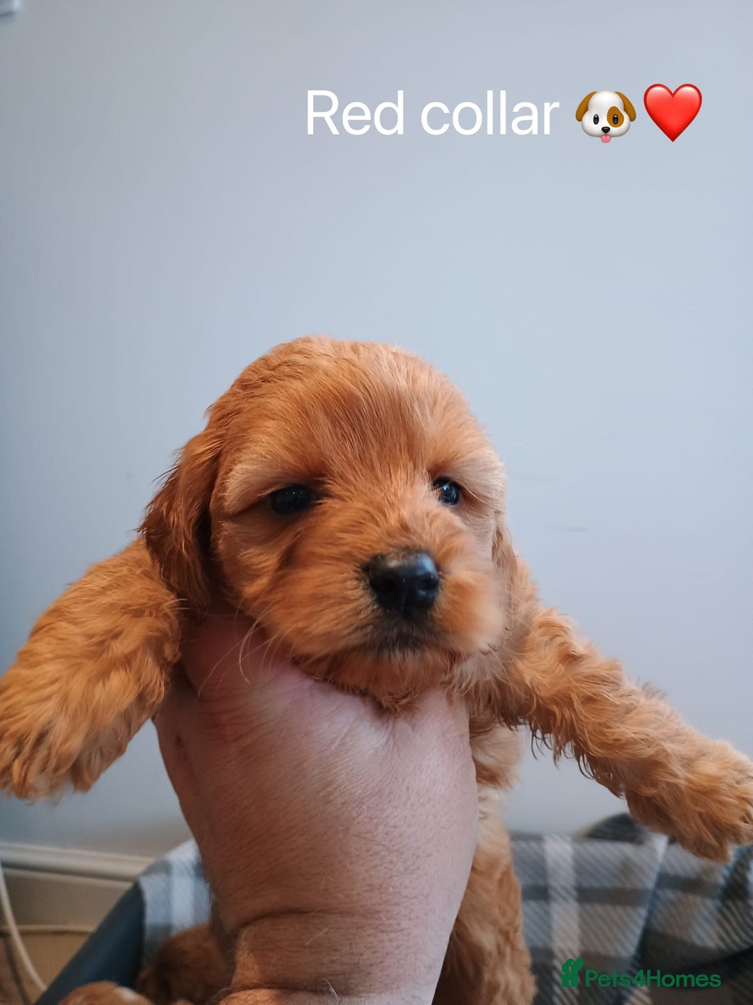 Cockapoo dogs for sale: Cockapoo  - Image 4