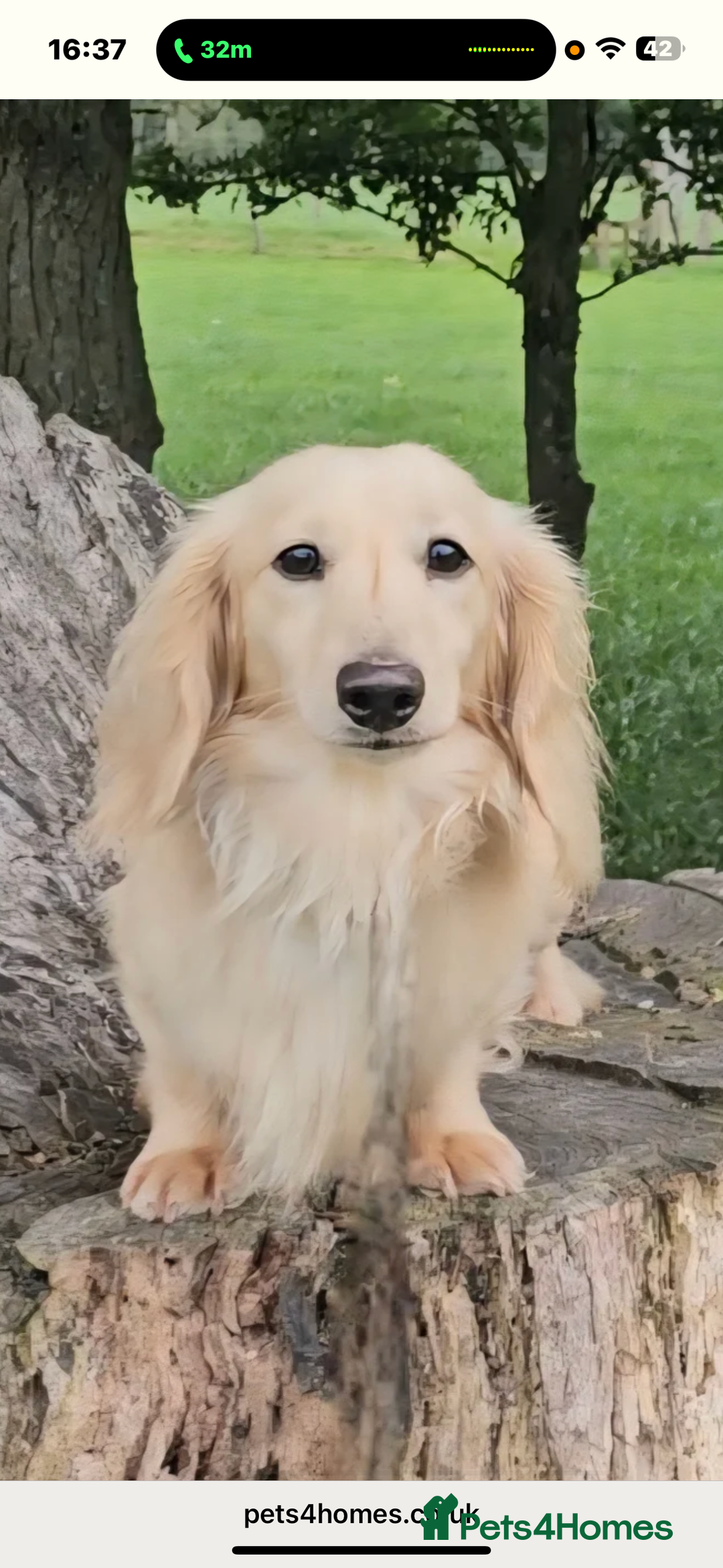 Miniature Dachshund dogs for sale: ♥️FEMALE LONG COAT DACSHOUNDS♥️ - Image 9