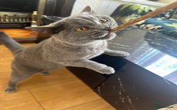 British Shorthair cats for sale: British short hair cat - Image 6