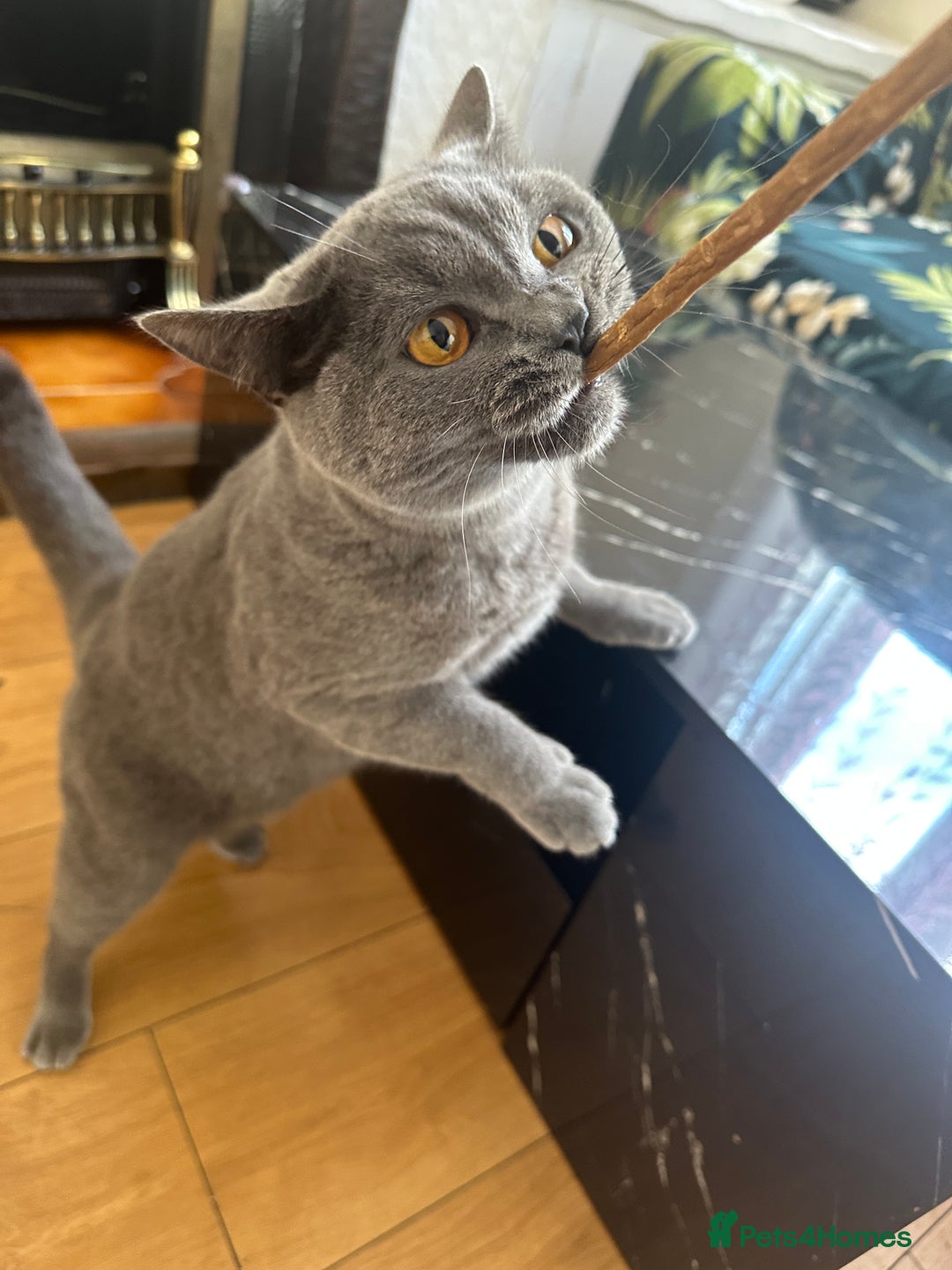 British Shorthair cats for sale: British short hair cat - Image 6