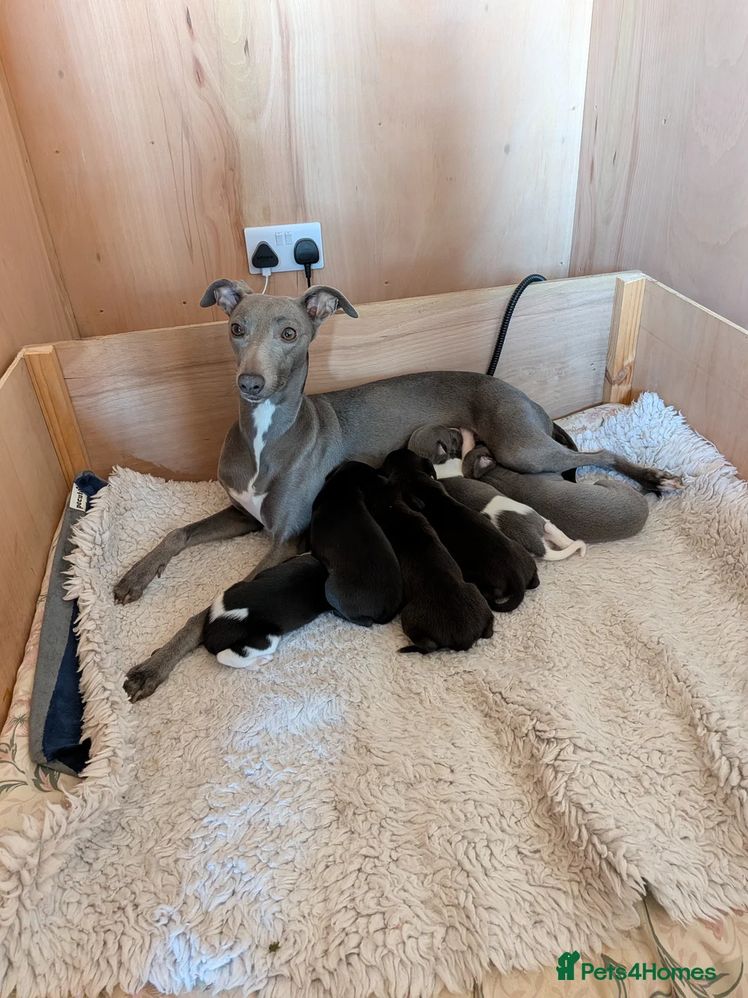Whippet dogs for sale: Beautiful KC registered whippets - Advert 2