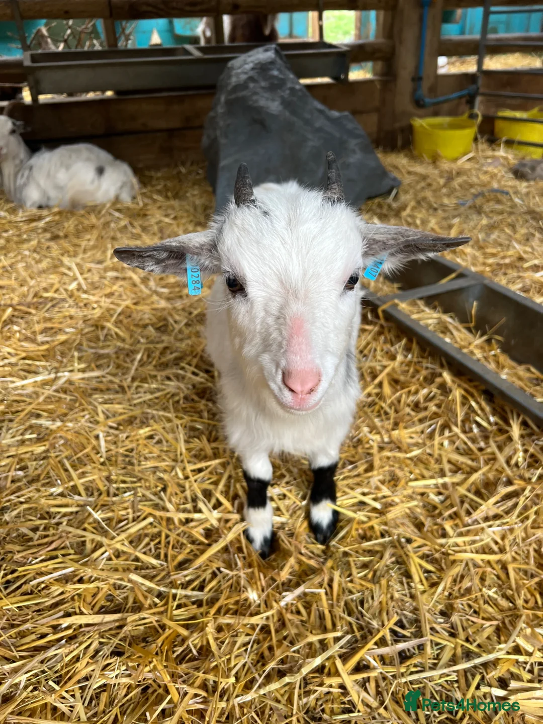 Goats livestock for sale: Two Pygmy wethers  in Leeds - Advert 2