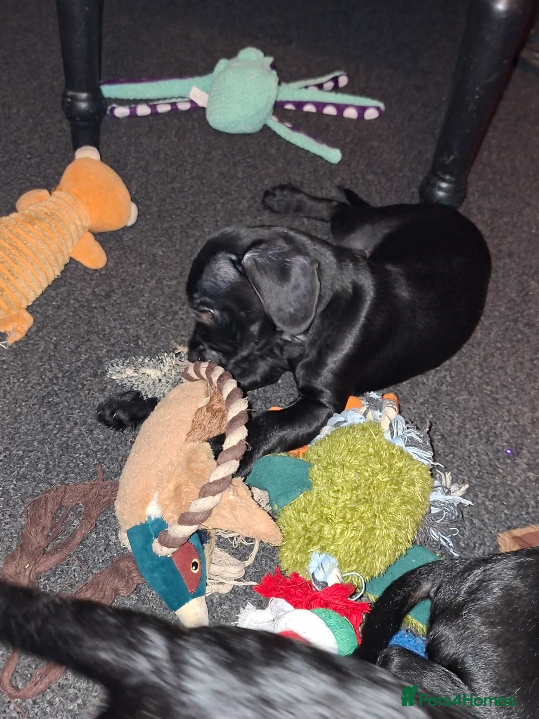 Mixed Breed dogs for sale: Miniature Poodle cross french bulldog puppies  - Advert 9