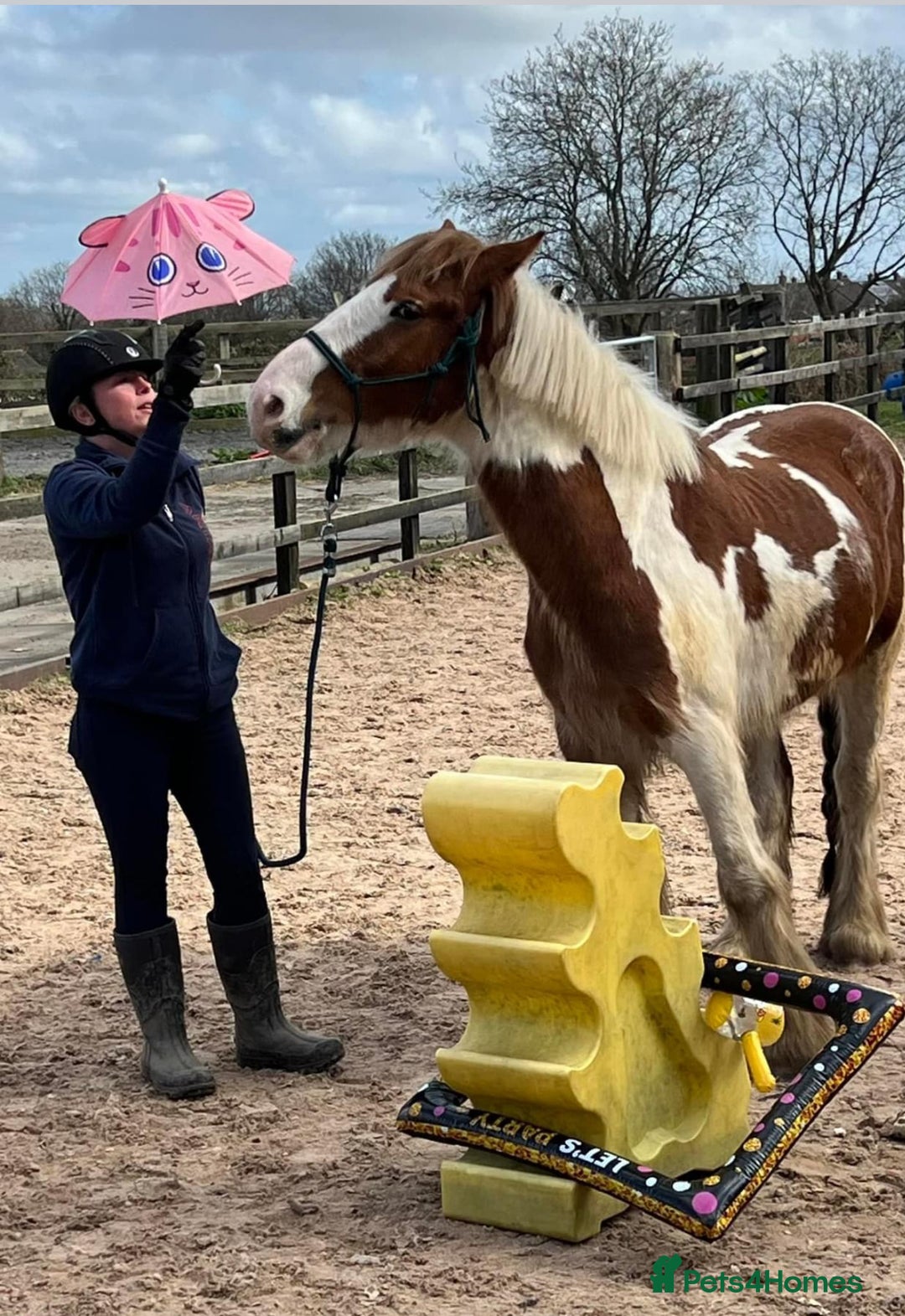 Irish Cob horses for sale: 5 yo skewbald cob 13.3 hh  - Image 18
