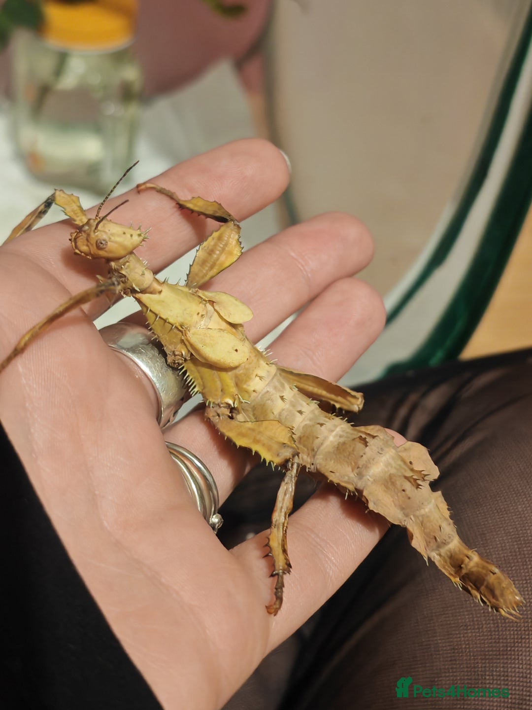 Stick Insects invertebrates for sale: Extatosoma tiaratum, Australian walking stick Eggs - Advert 4