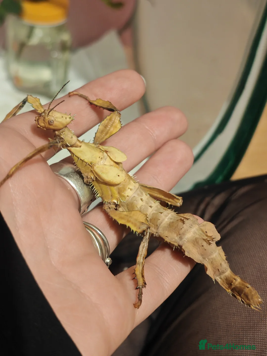 Stick Insects invertebrates for sale: Extatosoma tiaratum, Australian walking stick Eggs - Advert 4