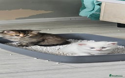 Turkish Angora cats for sale: Turkish Angora kittens - Image 11