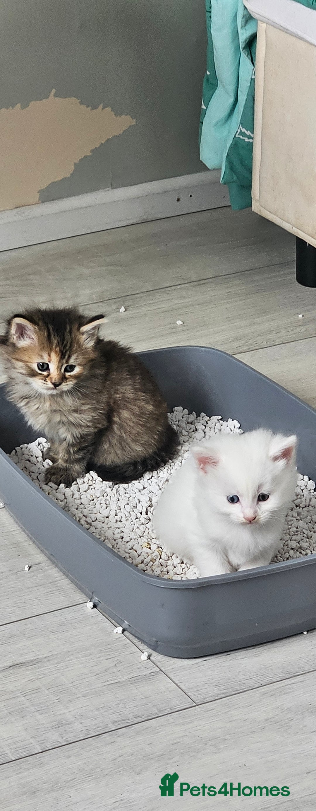 Turkish Angora cats for sale: Turkish Angora kittens - Image 11