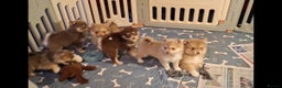 Pomsky dogs for sale: Blue Eyed F4 Toy Pomskies - Advert 38