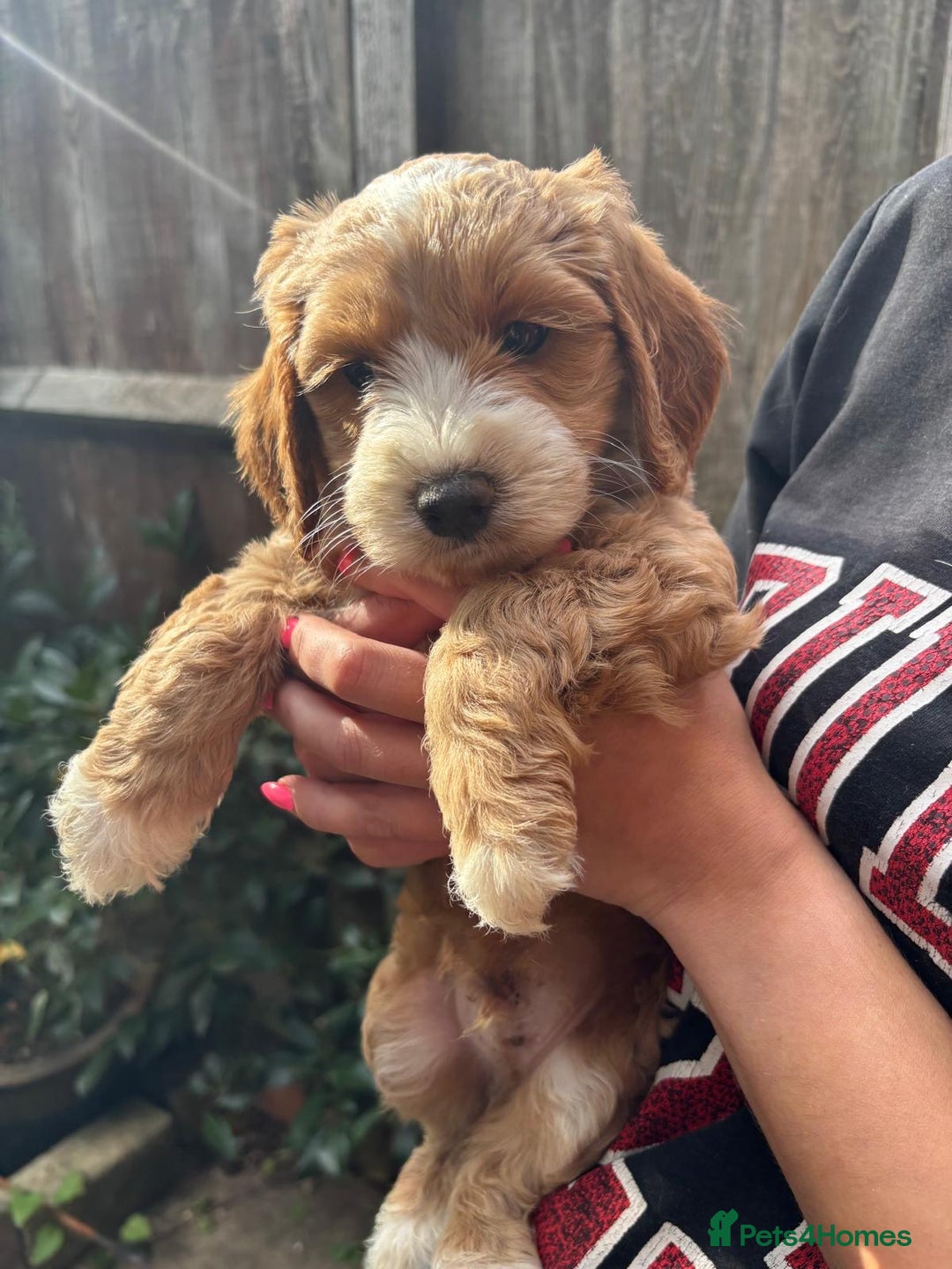 Cockapoo dogs for sale: Beautiful Cockapoo Puppies – Ready Soon  - Image 2