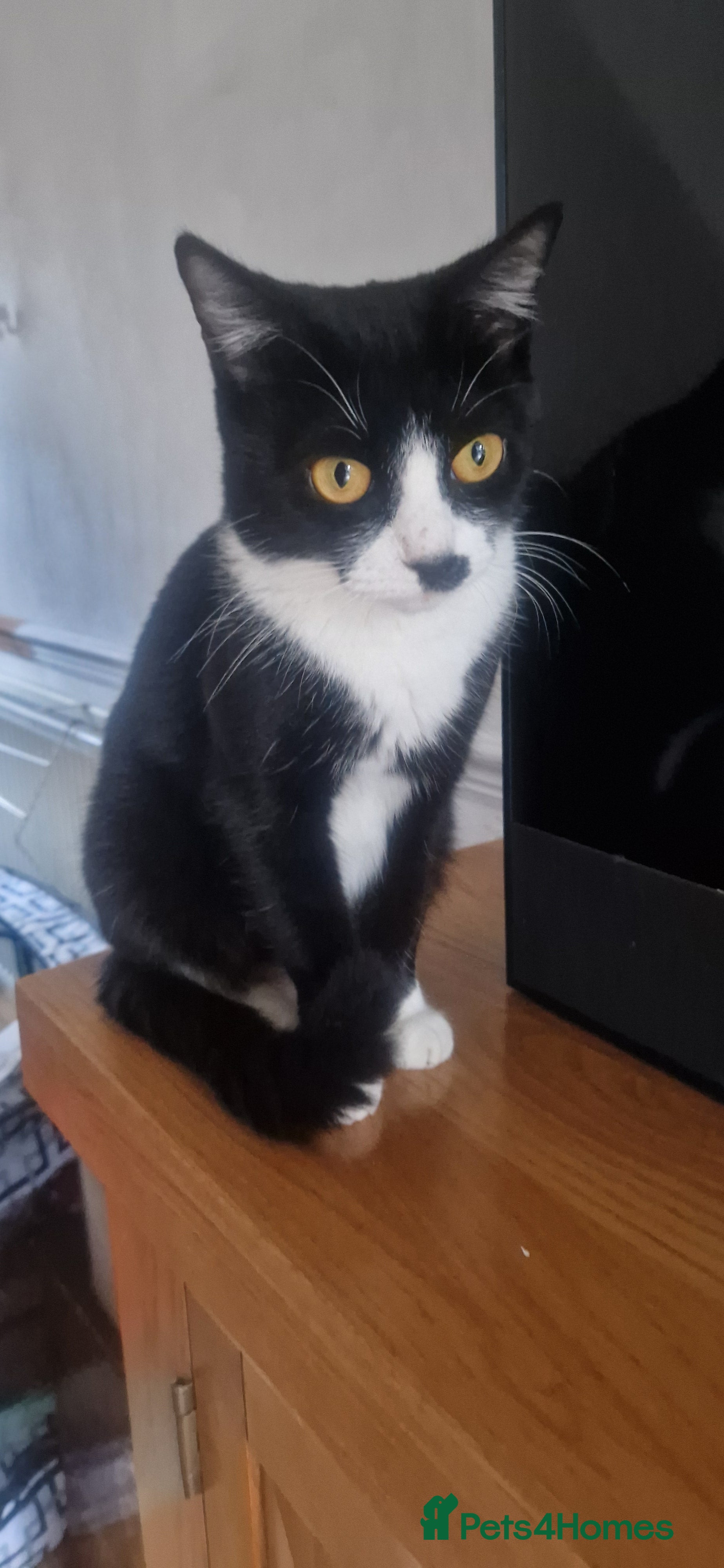 Mixed Breed cats Kittens available, well natured loving mum - Advert 1