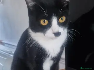 Mixed Breed cats Kittens available, well natured loving mum - Advert 1