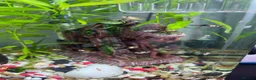 Mollies fish for sale: Assorted baby Mollies for Sale.  - Advert 1