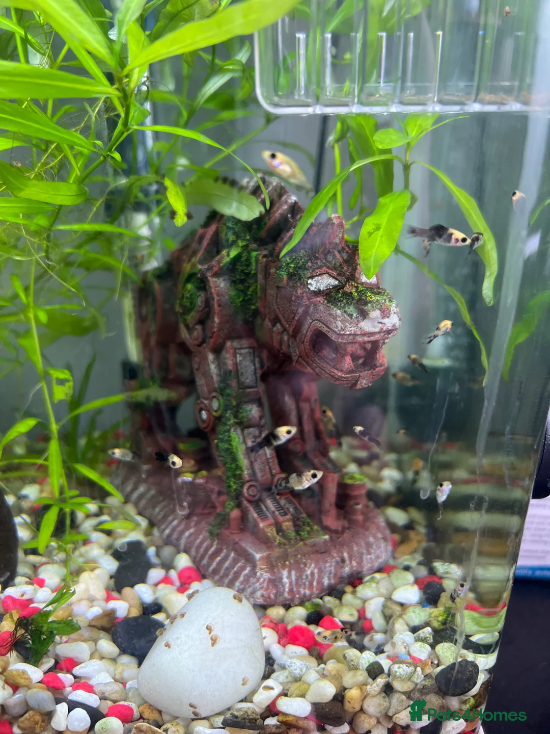 Mollies fish for sale: Assorted baby Mollies for Sale.  - Advert 1