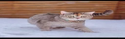Scottish Fold cats for sale: 3 Unique Scottish Folds! - Advert 2