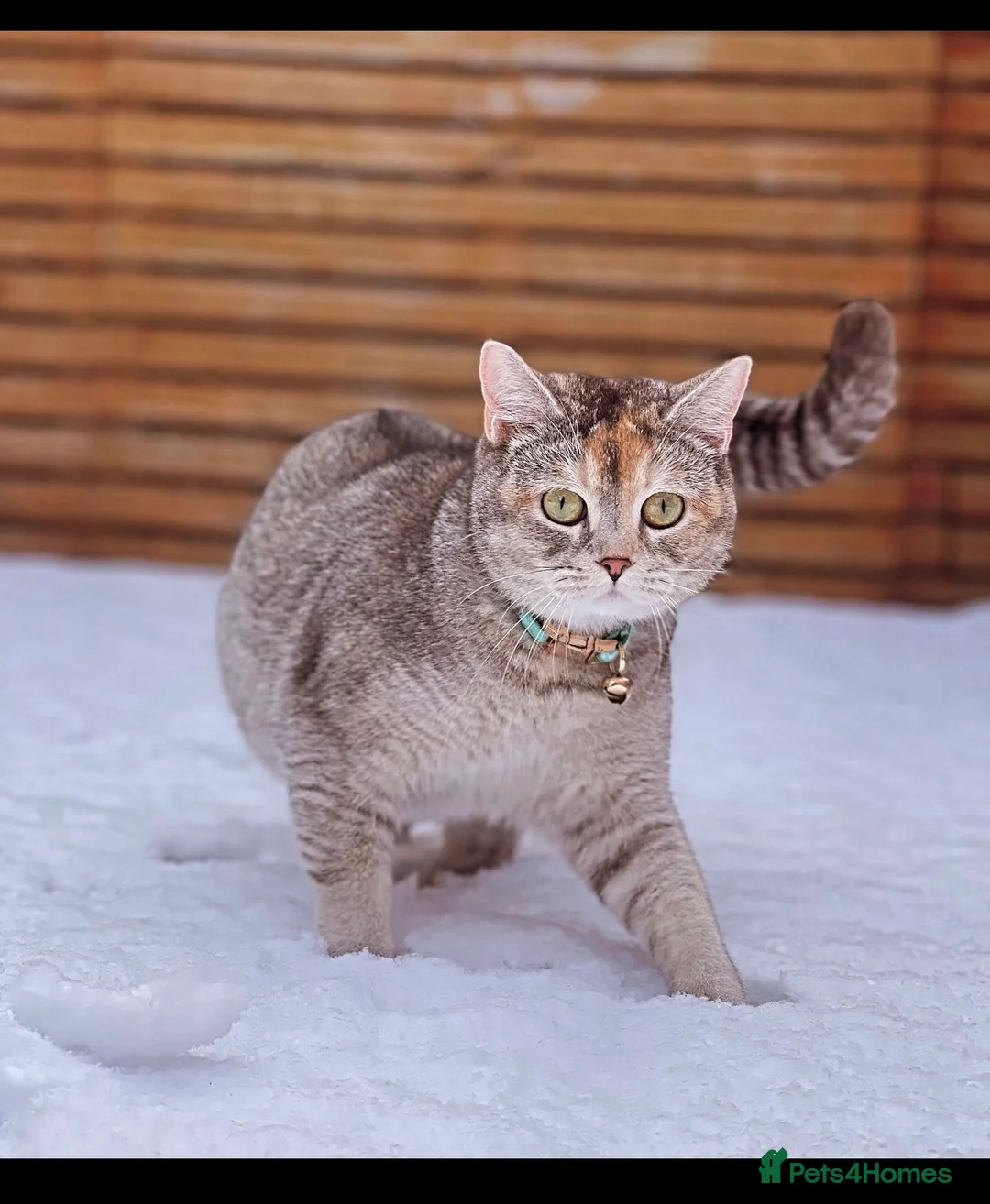 Scottish Fold cats for sale: 3 Unique Scottish Folds! - Advert 2