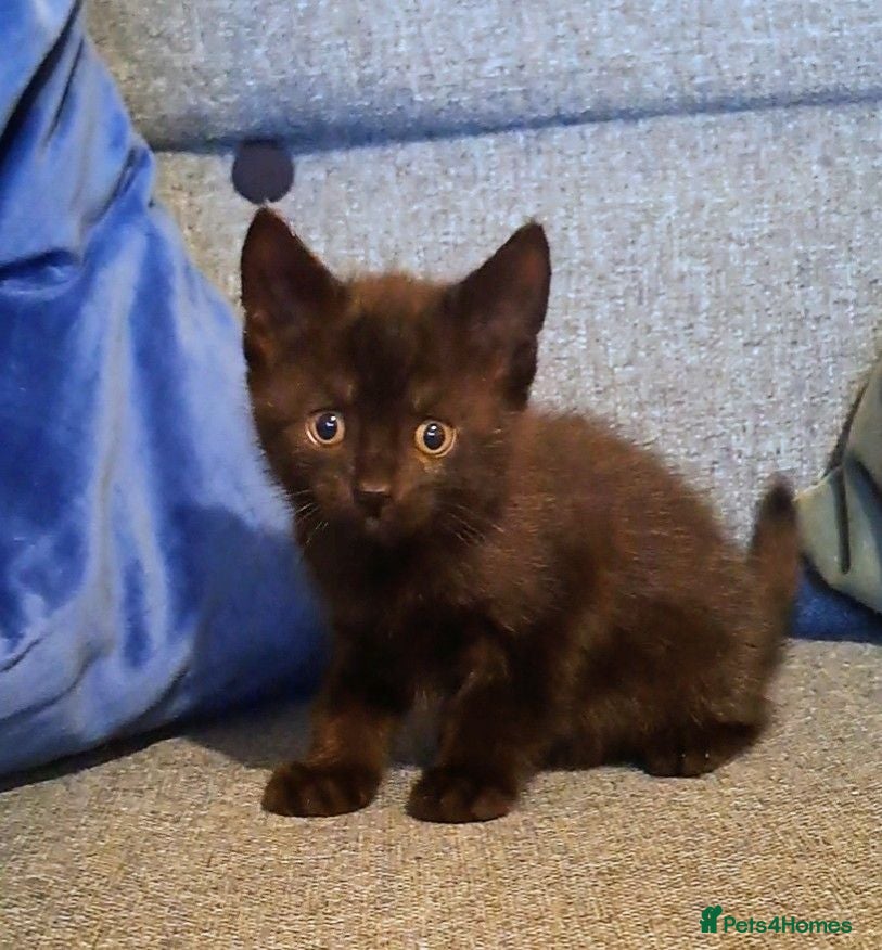 Mixed Breed cats Kittens for sale, mixed breed, 2 male, 5 females - Advert 14