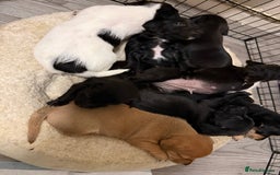 Mixed Breed dogs for sale: Puppies  - Advert 8