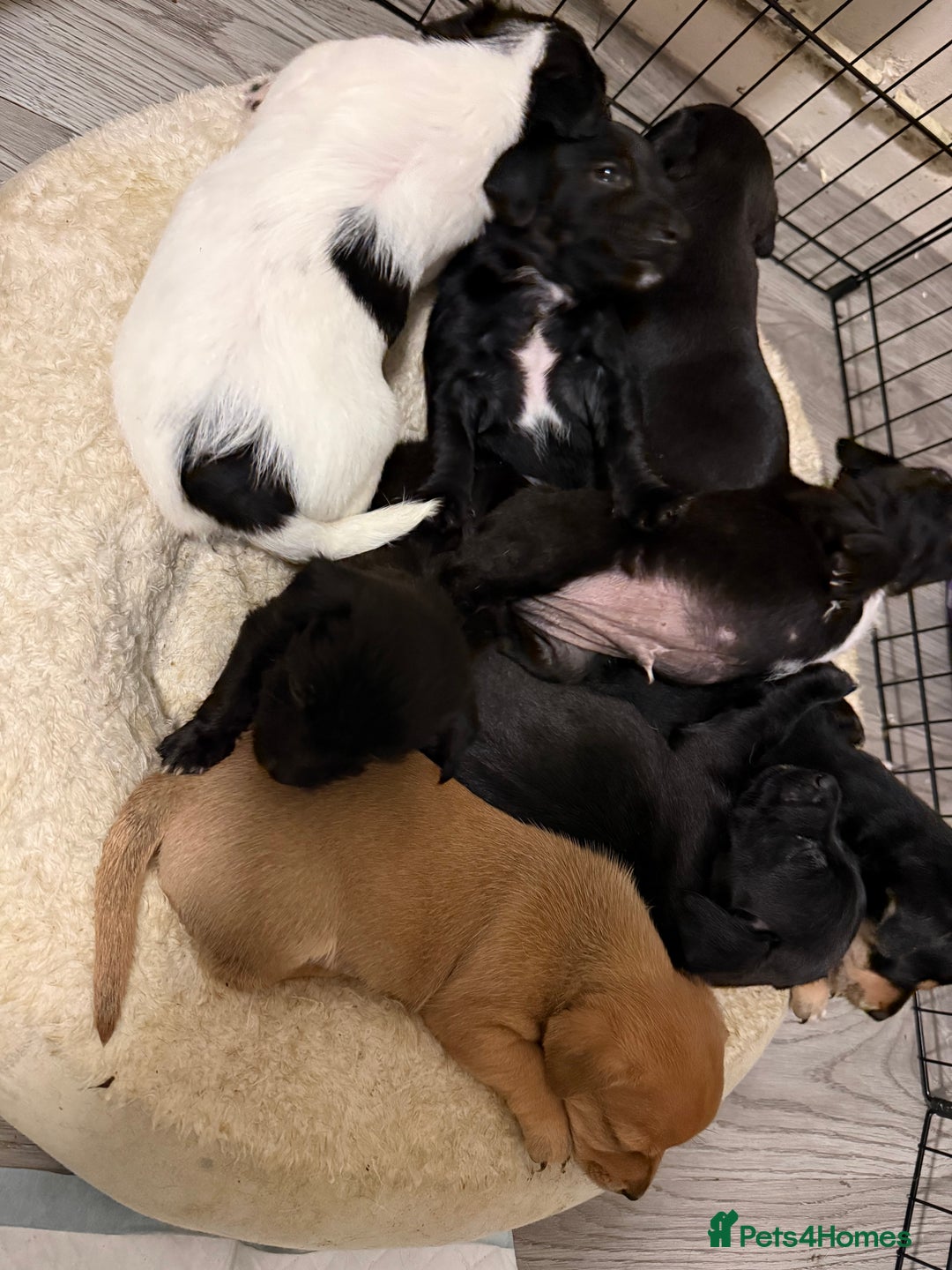 Mixed Breed dogs for sale: Puppies  - Advert 8