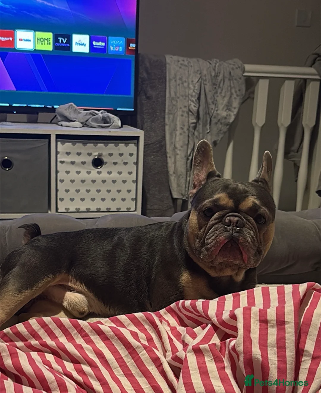 French Bulldog dogs for sale: Tiny Tino the frenchie in Gainsborough - Advert 5