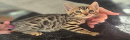 Bengal cats for sale: Bengal snow lynx & dark Charcoal Marbelled  in Barry - Advert 13