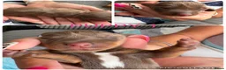 Miniature Dachshund dogs for sale: Miniature Dachshund puppies - Advert 6