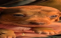 Mixed Breed dogs for sale: 3/4 Mini Dachshund 1/4 Jack Russell - Advert 14