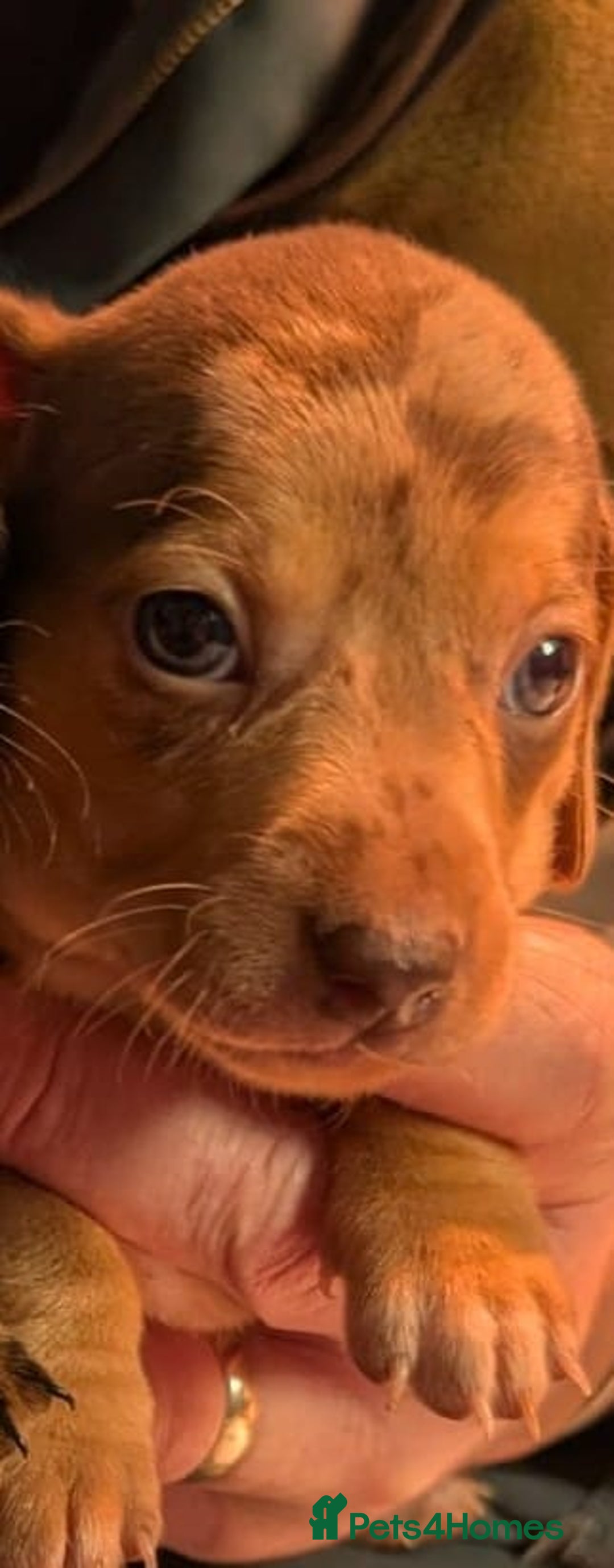 Mixed Breed dogs for sale: 3/4 Mini Dachshund 1/4 Jack Russell - Advert 14