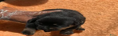 Rottweiler 1