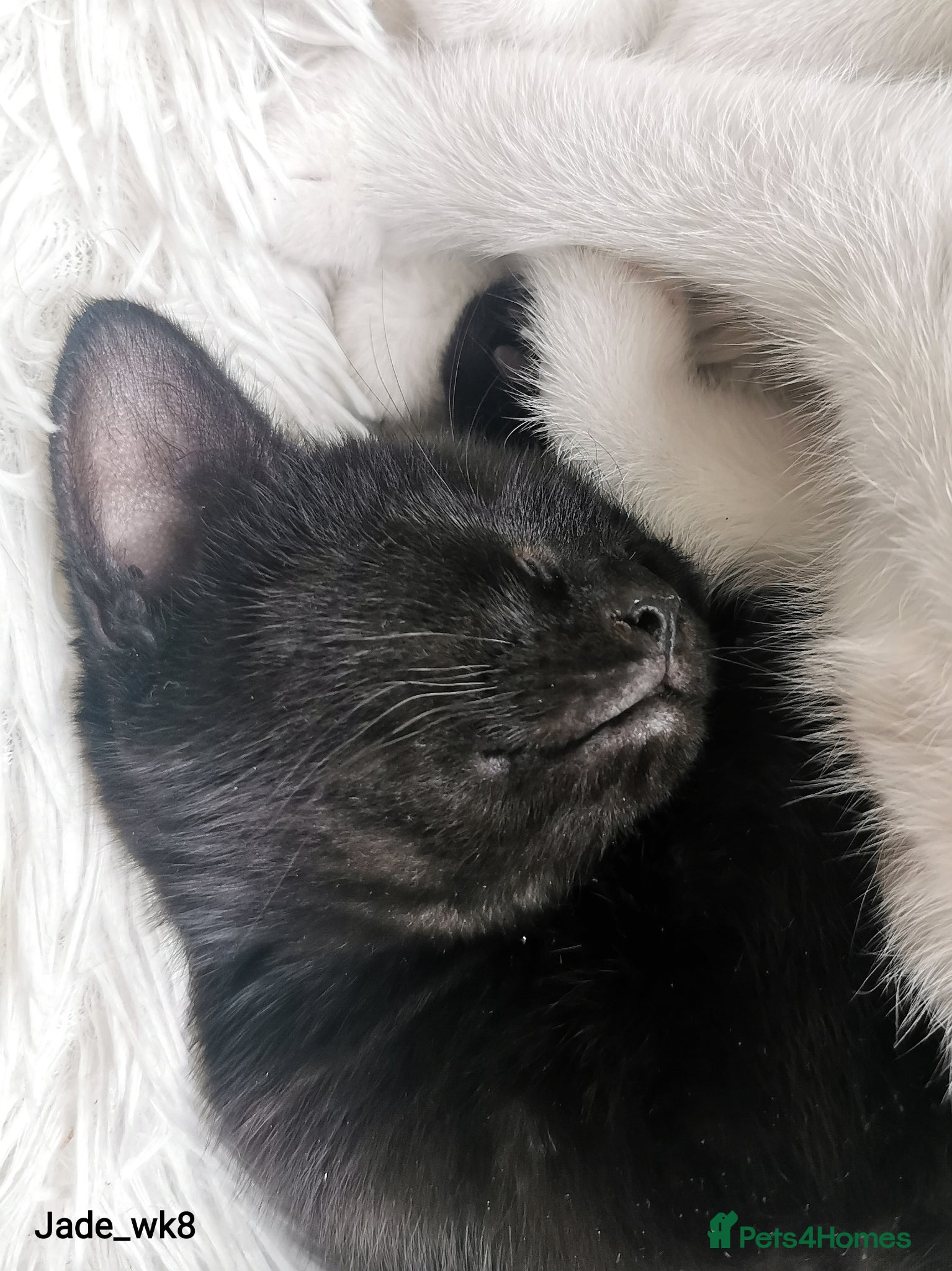 Mixed Breed cats for sale: Gorgeous, sweet natured & very playful kittens in London - Advert 19