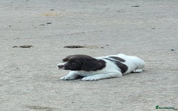English Springer Spaniel dogs for sale: KC Working English Springer Spaniel puppies  - Image 12