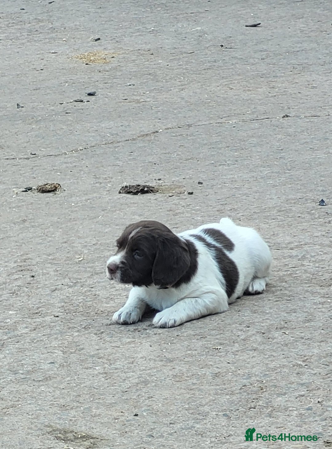 English Springer Spaniel dogs for sale: KC Working English Springer Spaniel puppies  - Image 12