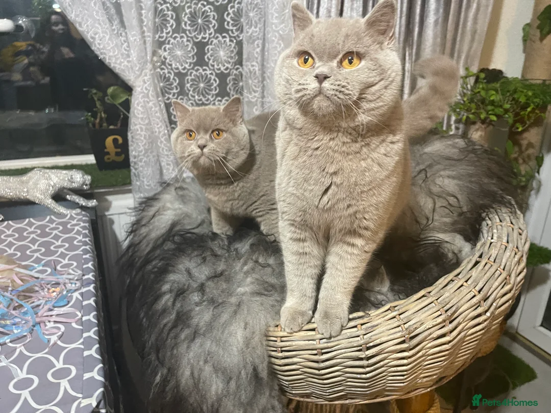 Scottish Fold cats for stud: SCOTTISH STRICHT LILAC BOY  in London - Advert 2
