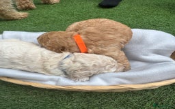 Labradoodle dogs for sale: Labradoodle puppies looking for a loving home  - Image 3